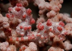 North sulawesi - Lembeh Straight.
Two Pigmy seahorses sh... by Nicolò Lamberti 